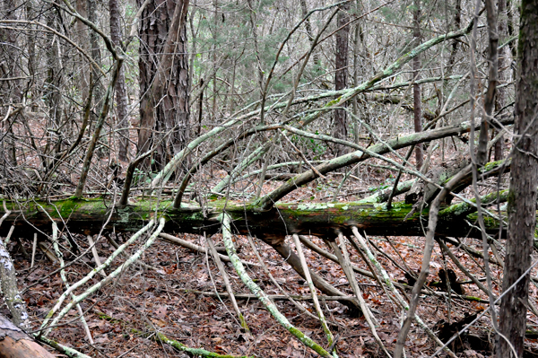 a fallen tree