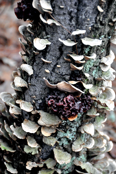 scales on a tree