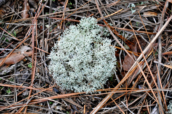 moss on the ground