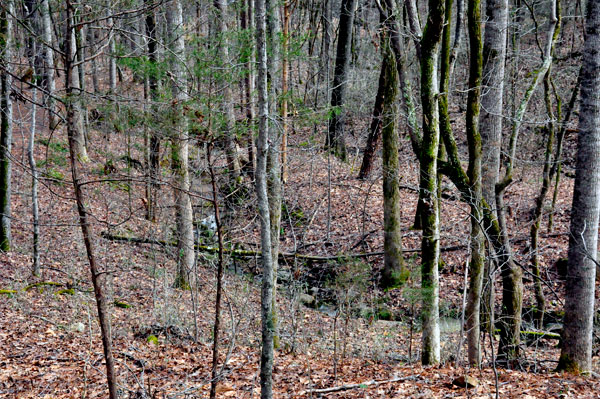 Pine Hollow Trail and creek