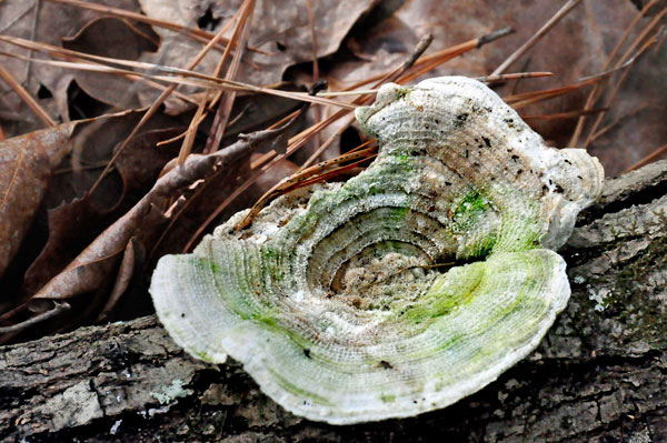 mushroom