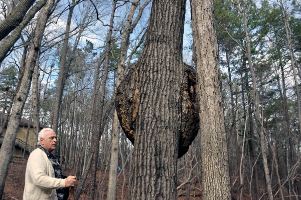 Lee Duquette and a giant Burl