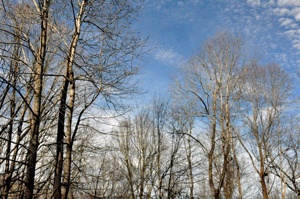 beautiful sky and trees