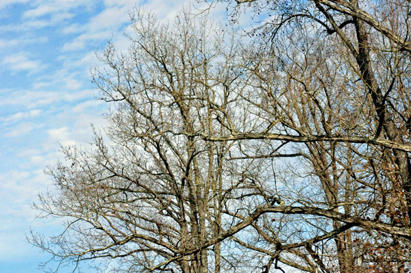 beautiful sky and trees