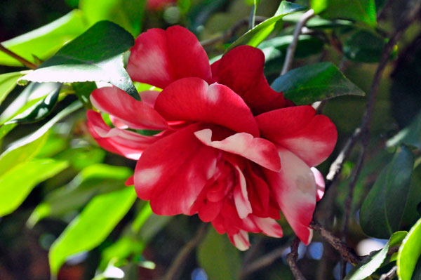 Camellia flower