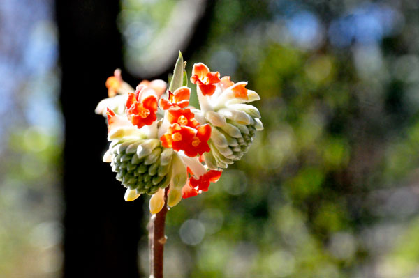 Orange Paperbush flower