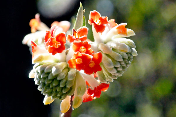 Orange Paperbush flower