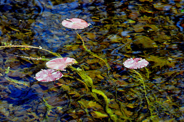 lily pods