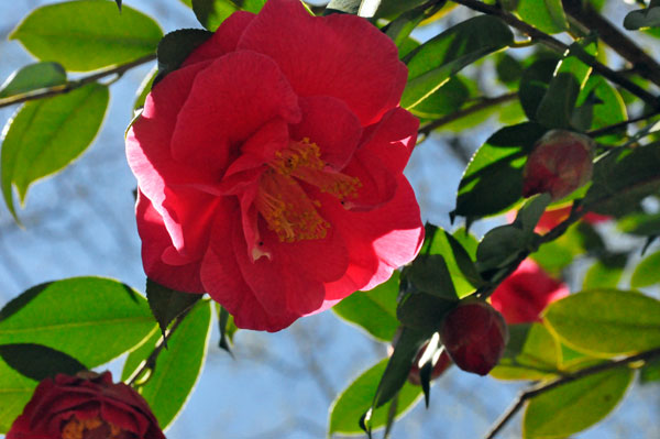 Camellia flower