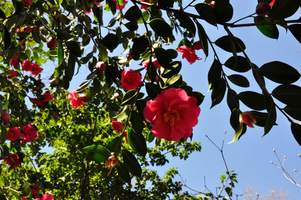 Camellia flowers