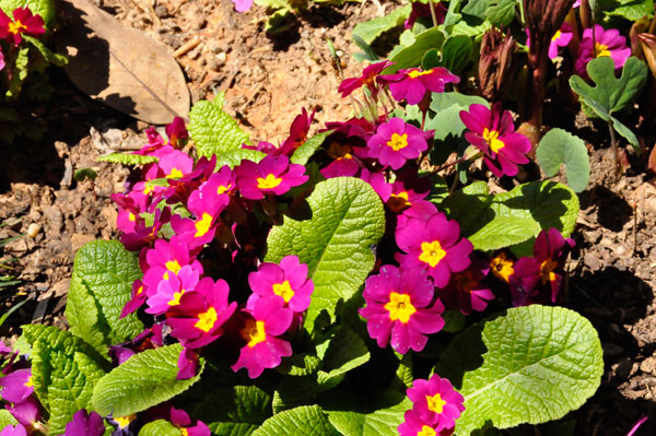 Primrose flowers