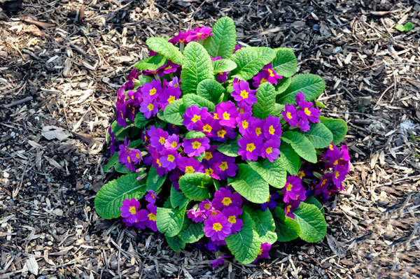 Primrose flowers