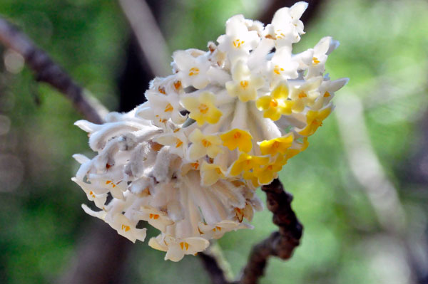 Fragrant Paperbush