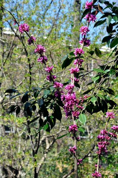 pink flowers