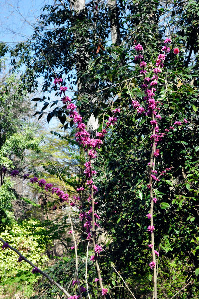 pink flowers