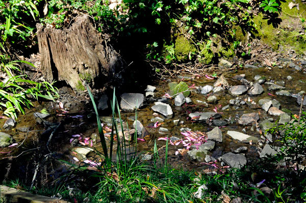 botanical scenery