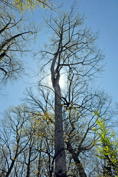 tree and sunshine