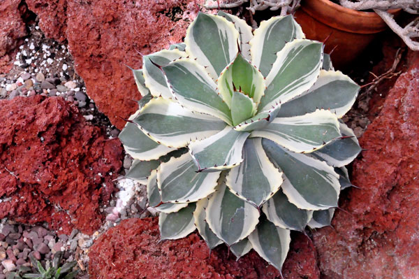 in the Greenhouse Desert Room