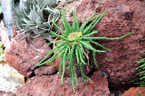 in the Greenhouse Desert Room