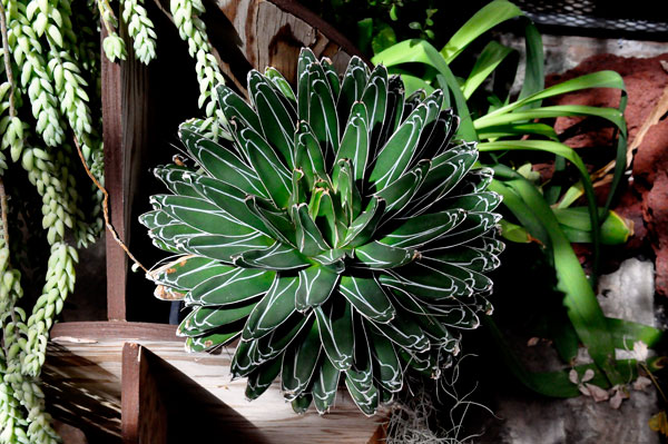 in the Greenhouse Desert Room