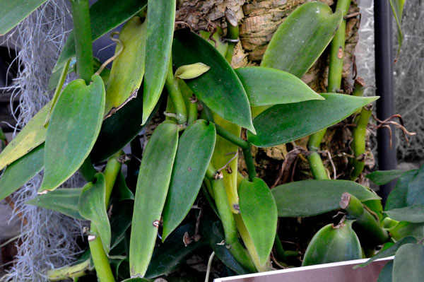 Vanilla plant