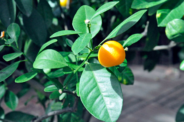 Tropical Fruit