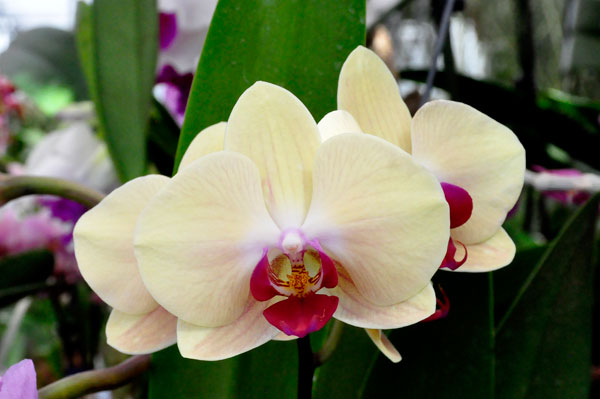 The ORCHIDS section of the Greenhouse