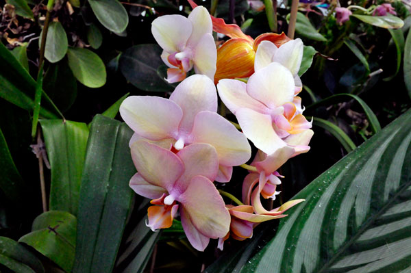 The ORCHIDS section of the Greenhouse