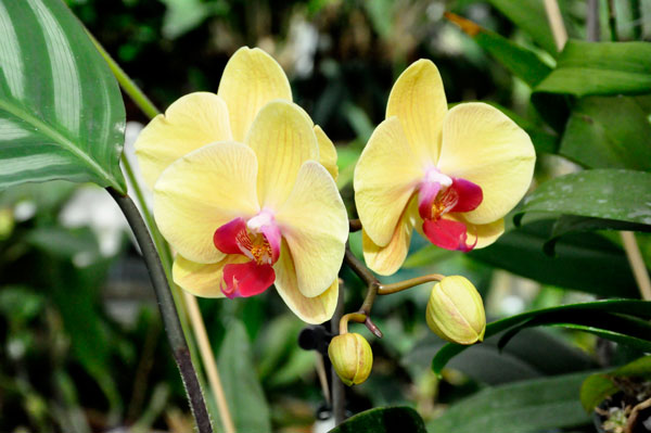 The ORCHIDS section of the Greenhouse