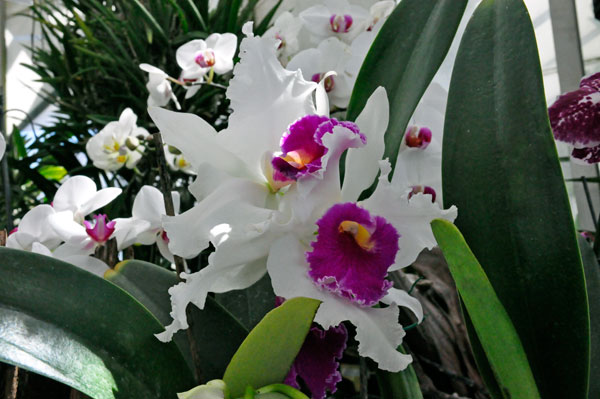 The ORCHIDS section of the Greenhouse