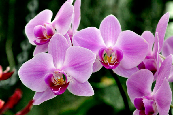 The ORCHIDS section of the Greenhouse