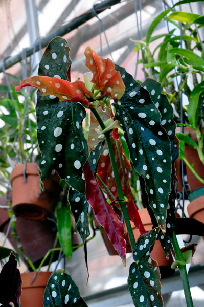 plants and Sun Room in the Greenhouse