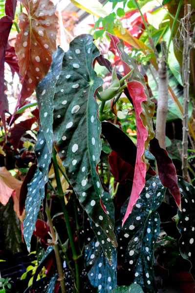 plants and Sun Room in the Greenhouse