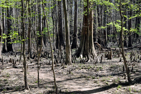 Cypress Knees