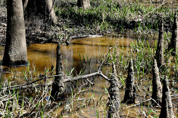 Cypress Knees