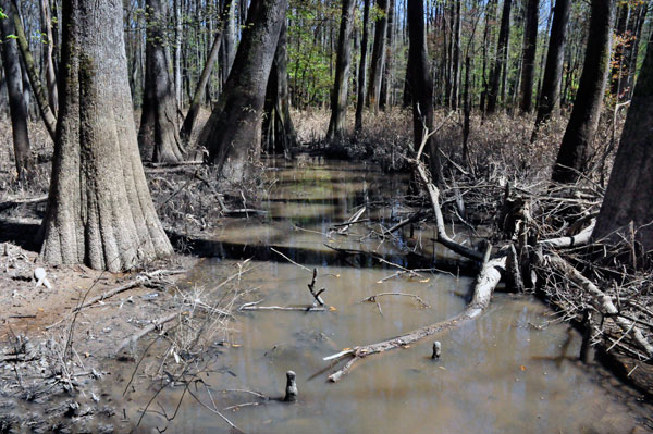 trees and reflections