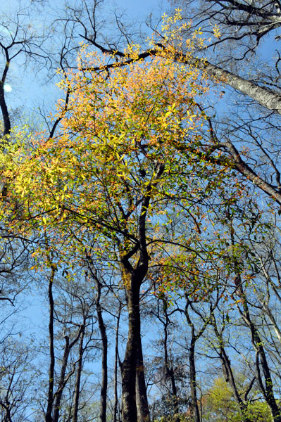 trees starting to bloom again