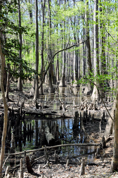 Cypress Knees