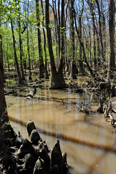 trees and reflections