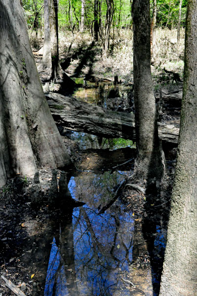 trees reflected in the water