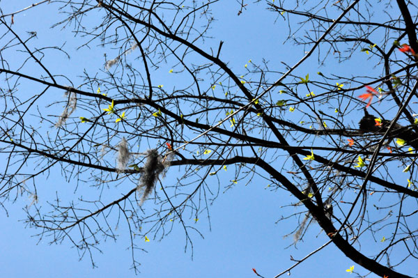 tree branches in the sky