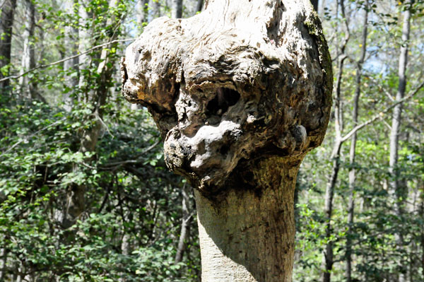 a burl face