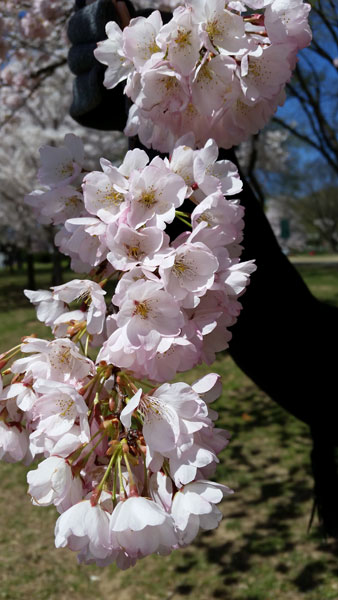 cherry blossoms by Lee Duquette