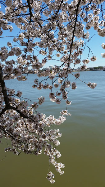 cherry blossoms by Lee Duquette