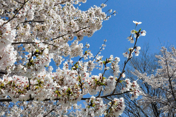 Cherry Blossoms