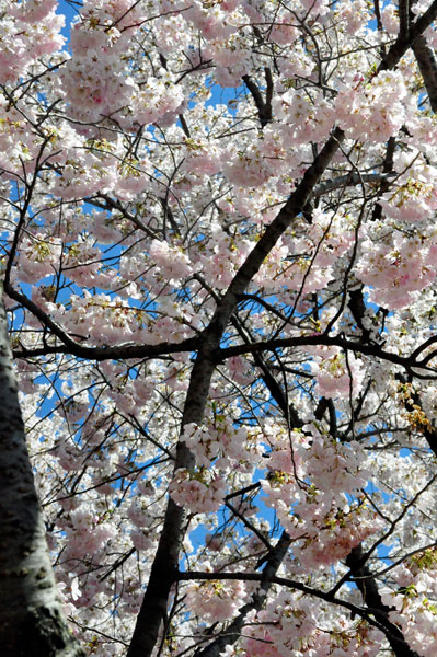 pink Cherry Blossoms