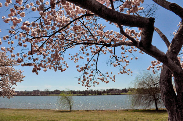 pink Cherry Blossom tree