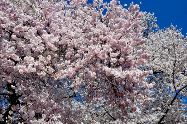 Cherry Blossoms