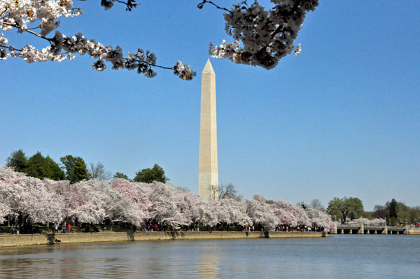 Washington Monument and Cherry Blossoms