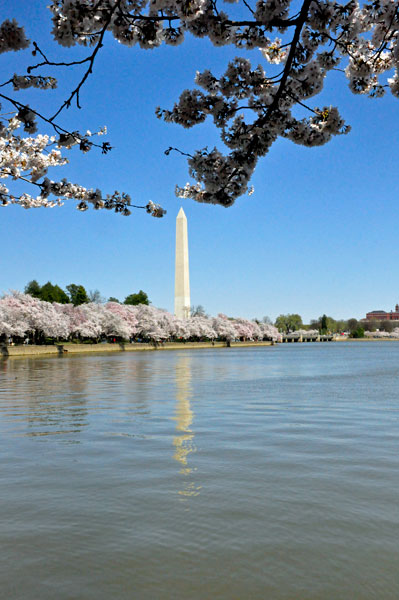 Washington Monument and Cherry Blossoms